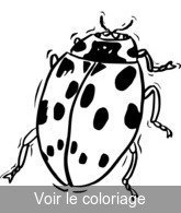 coloriage coccinelle jaune et noir