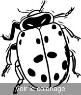 coloriage de coccinelle