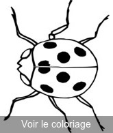 coloriage coccinelle en gros plan