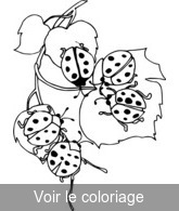 coloriage groupe de coccinelles