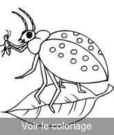 coloriage la coccinelle mange un puceron