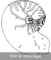 coloriage gratuit coquillage