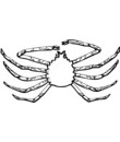 crabe grandes pattes araignée