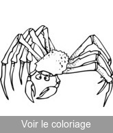 araignée de mer
