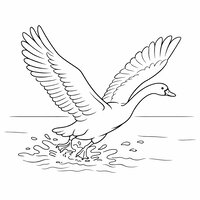 Coloriage cygne réaliste simplifié qui décolle de l’eau, ailes déployées et éclaboussures