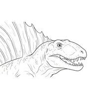 Coloriage dimetrodon semi-réaliste simple en gros plan, tête et voile dorsale visibles (dessin enfant)