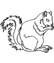 dessin ecureuil pour coloriage