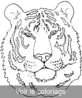 coloriage grosse tête de tigre