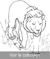 coloriage lion marche dans la savane