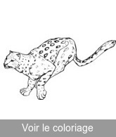 coloriage guépard qui course une proie