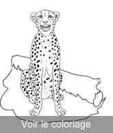 coloriage guépard se repose après la chasse