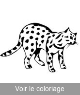 coloriage serval noir et blanc