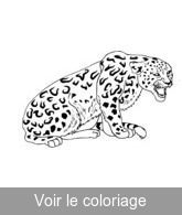 coloriage jaguar