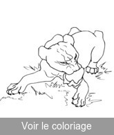 coloriage lionne dévore un morceau de viande