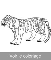 coloriage tigre