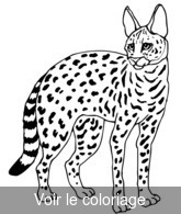 coloriage serval tâcheté