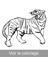 coloriage tigre qui rugit, danger !!