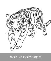 coloriage tigre qui s'approche furtivement