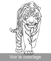 coloriage tigre de face