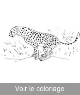 coloriage guepard