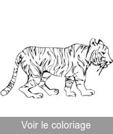 coloriage fauve tigre