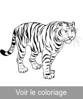 coloriage magnifique et majestueux tigre