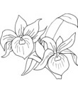 fleur 56
