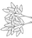 dessin fruit et légume a imprimer