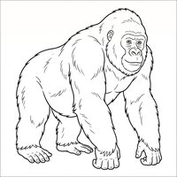 Coloriage gigantopitheque | Toupty.com