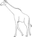 coloriage girafe noir et blanc pour coloriage