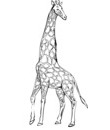 dessin girafe pour coloriage