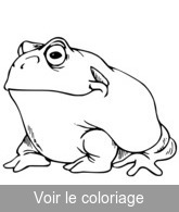 grenouille crapaud