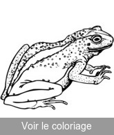 grenouille réaliste