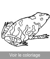 a imprimer coloriage de grenouille