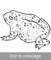 dessin et coloriage crapaud réaliste