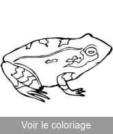 grenouille coloriage a imprimer