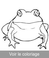 grenouille réaliste a imprimer gratuitement