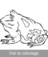 grenouille cornu réaliste a imprimer pour colorier