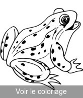 coloriage grenouille verte a colorier