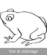 coloriage grenouille a imprimer