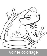 grenouille patte ventouse pour coloriage