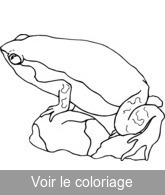a colorier image grenouille