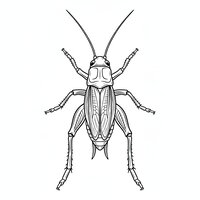 Coloriage grillon réaliste épuré vu de dessus, ailes fermées, antennes longues, composition centrée