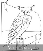 clip art hibou a imprimer & colorier