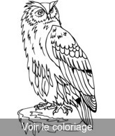 hibou image pour imprier puis colorier