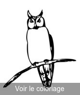 hibou dessin gratuit a imprimer