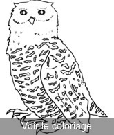 dessin hibou pour coloriage