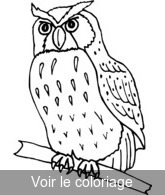 image GIF hibou noir & blanc pour colorier