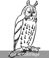 imprimer coloriage hibou