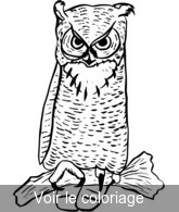 imprimer pour coloriage image hibou